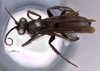 Media type: image;   Entomology 10020 Aspect: habitus dorsal view